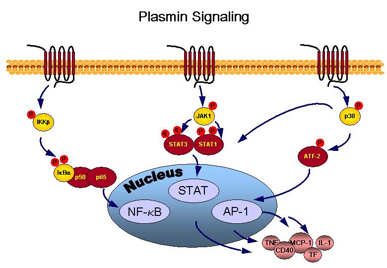 Plasmin-apoa-signaling