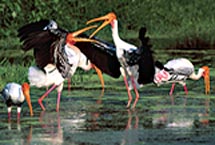 Painted Storks  Hira Punjabi
