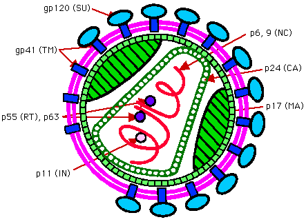 HIV particle