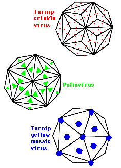 Icosahedral viruses