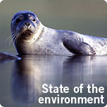 Seal. Photo: Anders Geidemark/N.