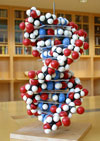 (DNA Model) - OSU Libraries Special Collections Seeks Applicants for Resident Scholar Program