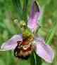 Sarah Ferriss - Bee orchid (Ophrys apifera)