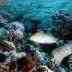 Marine Protected Areas - Conservation of Coral Reefs