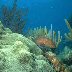 ICRAN: The Mesoamerican Reef