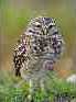 Gearoid O Sullivan - Burrowing owl (Speotyto cunicularia)