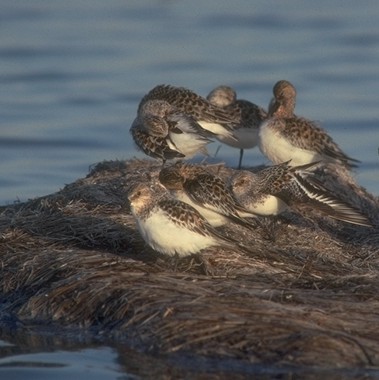 Six Sanderlings resting on a rock out on the water
