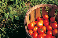 Ein Korb mit Tomaten.