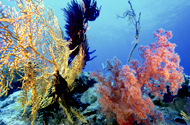 Korallenriff unter Wasser.