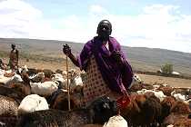 Tanin with his goats