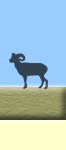 silhouette image of bighorn sheep