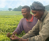 Zwei Arbeiter auf einer Teeplantage in Kericho, Kenia. © GTZ 2004.