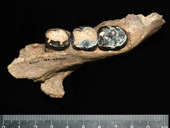 Fossil jawbone and teeth from new ape species