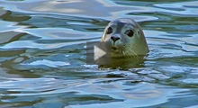 Robbe im Wasser (verweist auf: Aigner: Besuch der Seehundstation in Norden-Norddeich)