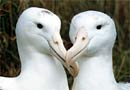Royal albatross, Taiaroa Head. Photo: M F Soper. 