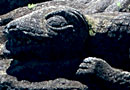 Maori carvings, Lake Taupo. 