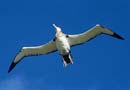 Antipodean Wandering albatross flying, Antipodes Islands. Image: Tui De Roy. 