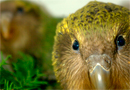 Kakapo chick at quarantine facility, Invercargill. Photo copyright: Sam O'Leary. 