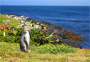 Yellow-eyed penguin on Enderby Island, Auckland Islands. Photo copyright: Andrew Maloney (DOC USE ONLY). 