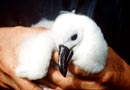 Holding a white-capped mollymawk chick. Photo: C.J.R. Robertson. 