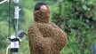 Von Bienen angezogen | Bild: picture-alliance/dpa