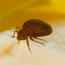 Bed bugs: Chicago's No. 1,  Milwaukee 19 Image