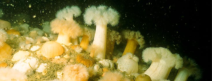 Foto von Seenelken (Metridium senile) auf dem Meeresgrund der Nordsee