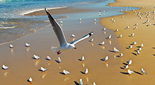 Seagulls flying in the beach