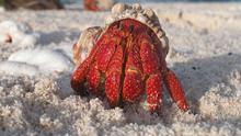 A hermit crab emerging from its shell 