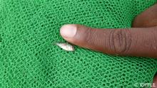 A tiny fish the size of an adult finger nail in a net