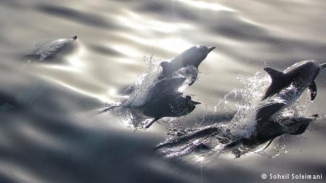 Bildergalerie Delfine im Persischen Golf 2014